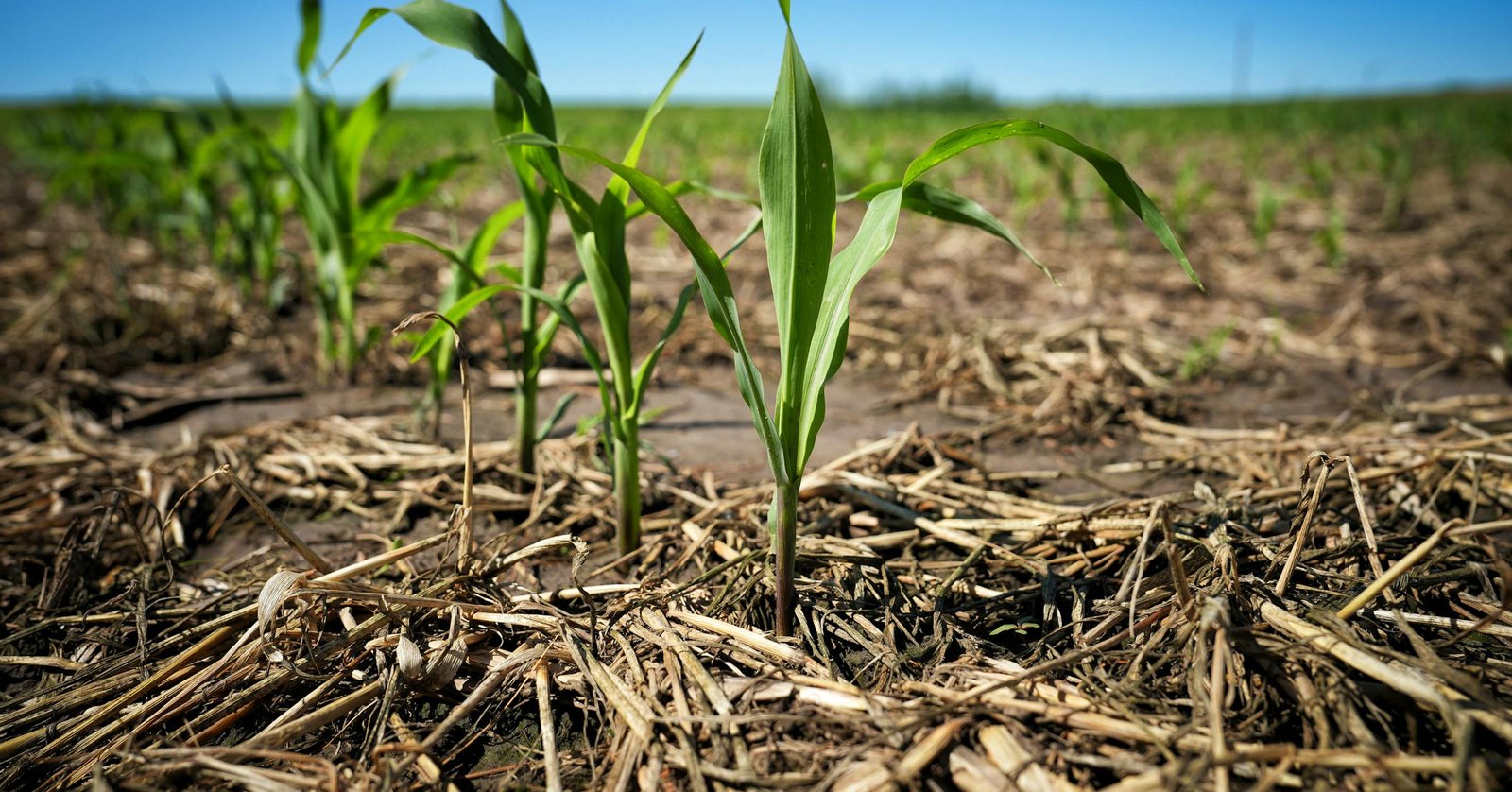 Minnesota co-op Land O'Lakes lays off 30 at eco branch Truterra