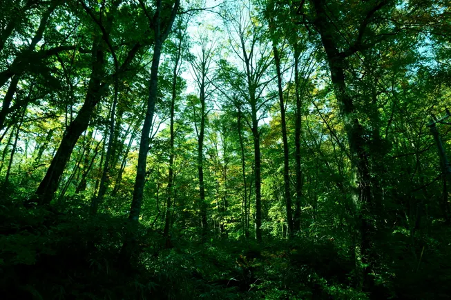 One-third of corporate spending aligns with sustainability: Risilience