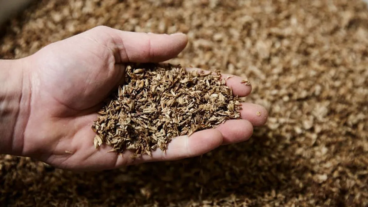 beer spent grain