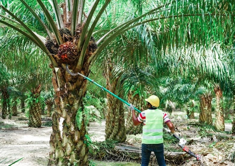 Malaysia Targets Low-Risk Palm Oil Status Under EU Rules