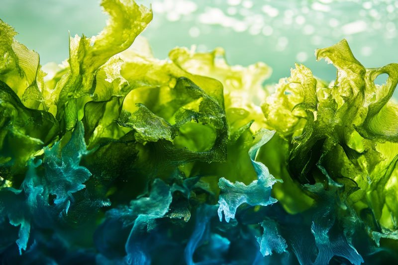 Premium Australian seaweed extracts attain EU organic certification
