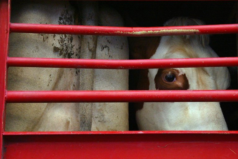 The EU is deadlocked over a draft law on improving transport conditions for livestock