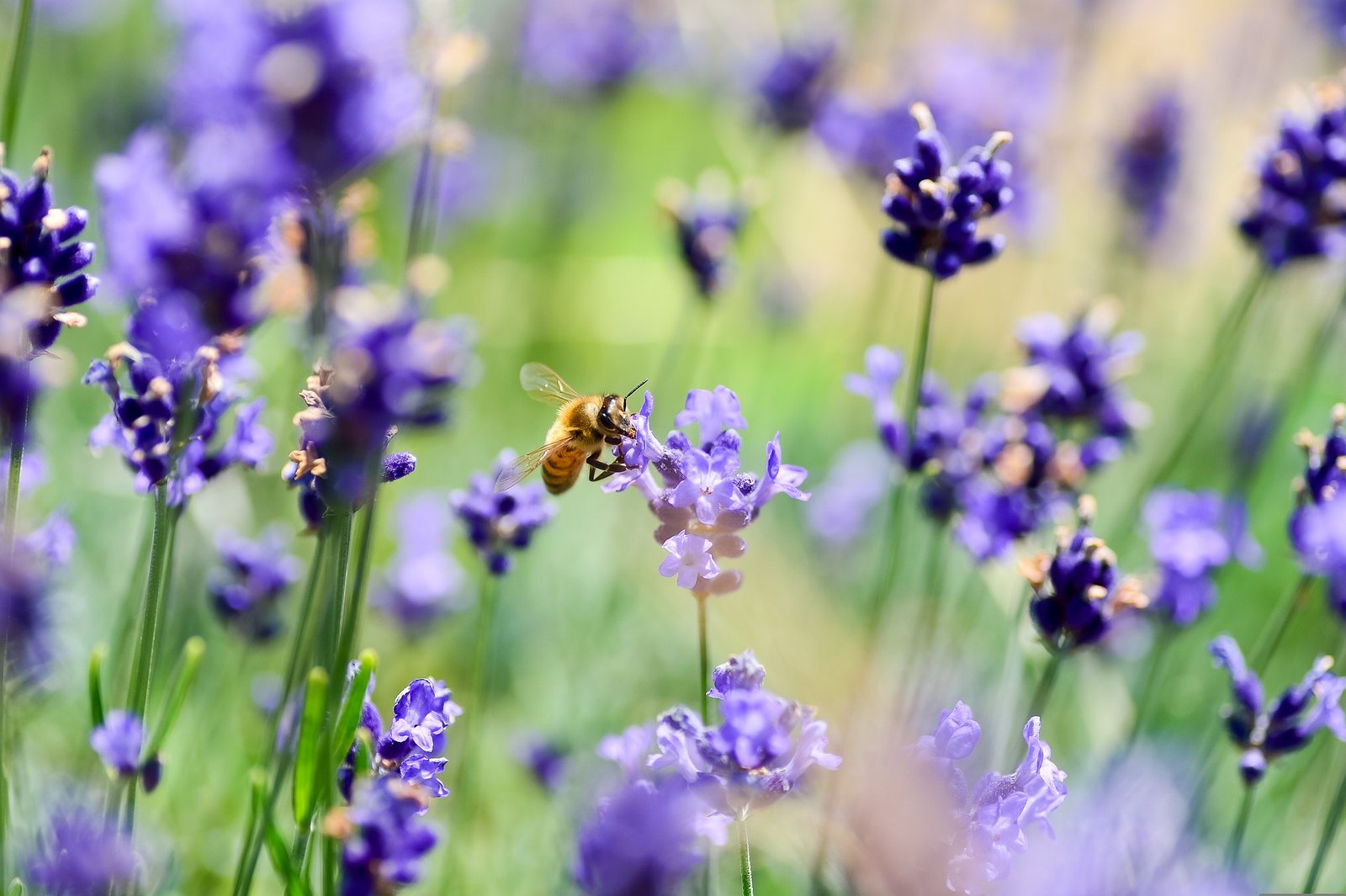 EU agri-working group recommends tool for assessing biodiversity loss
