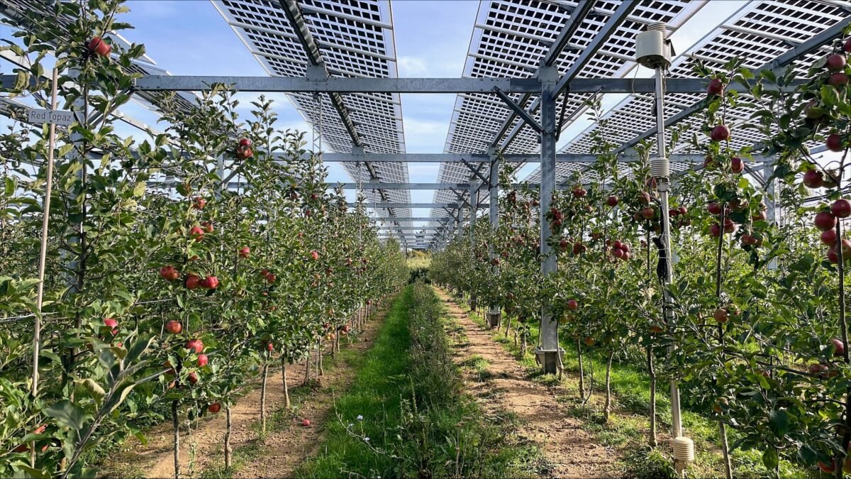 SolarPower Europe unveils agrosolar policy map – pv magazine International