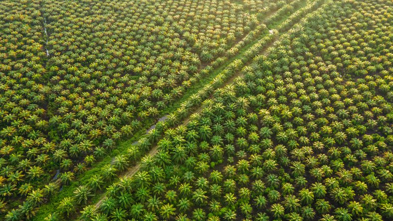 Palm Plantation