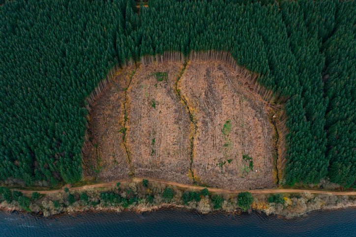 EU plans deforestation delay for small operators, big players excluded