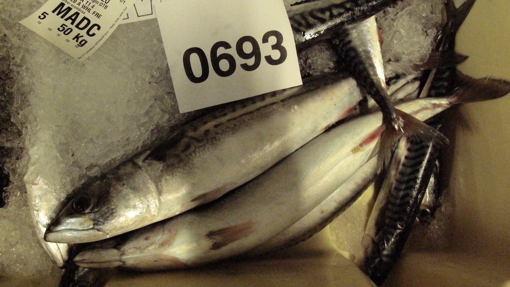 Processors warn of fallout from mackerel TAC cut