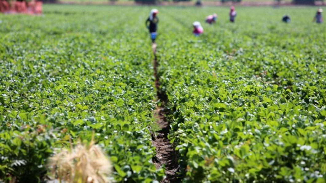 agriculture farming