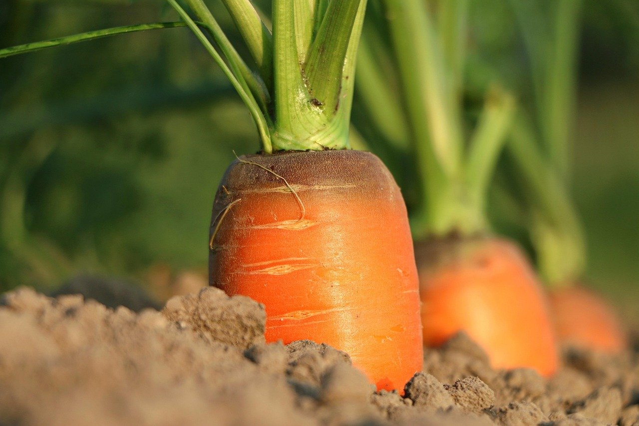carrot by pixabay