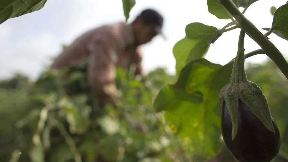 European Commission proposes 300,000 euros for young farmers