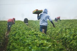 SEC FARMS yet to gain traction in agri sector
