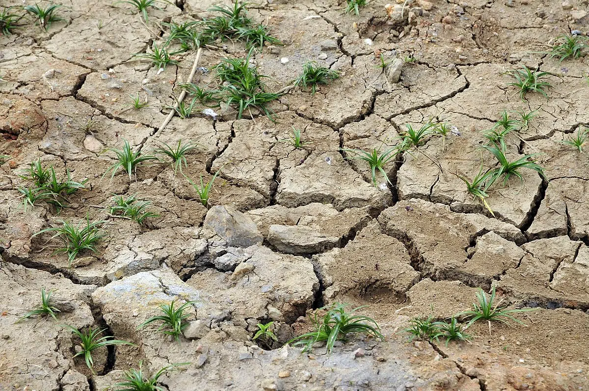 Europe and Latin America Facing Climate Change: Extreme Phenomena, Biodiversity Loss, and the Urgency of Action