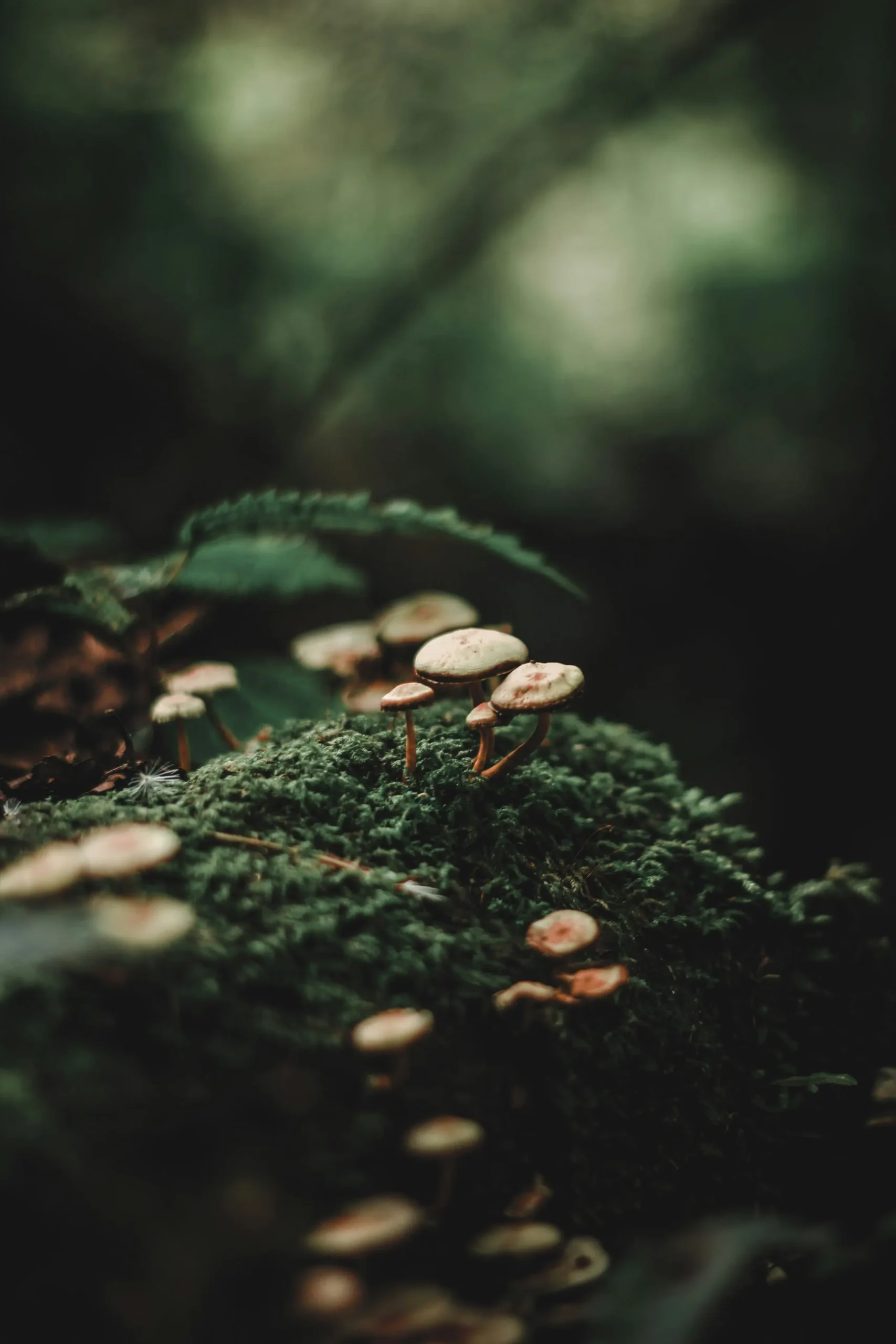 Brussels drives an ecological revolution with Europe's largest factory of packaging made from mushrooms.