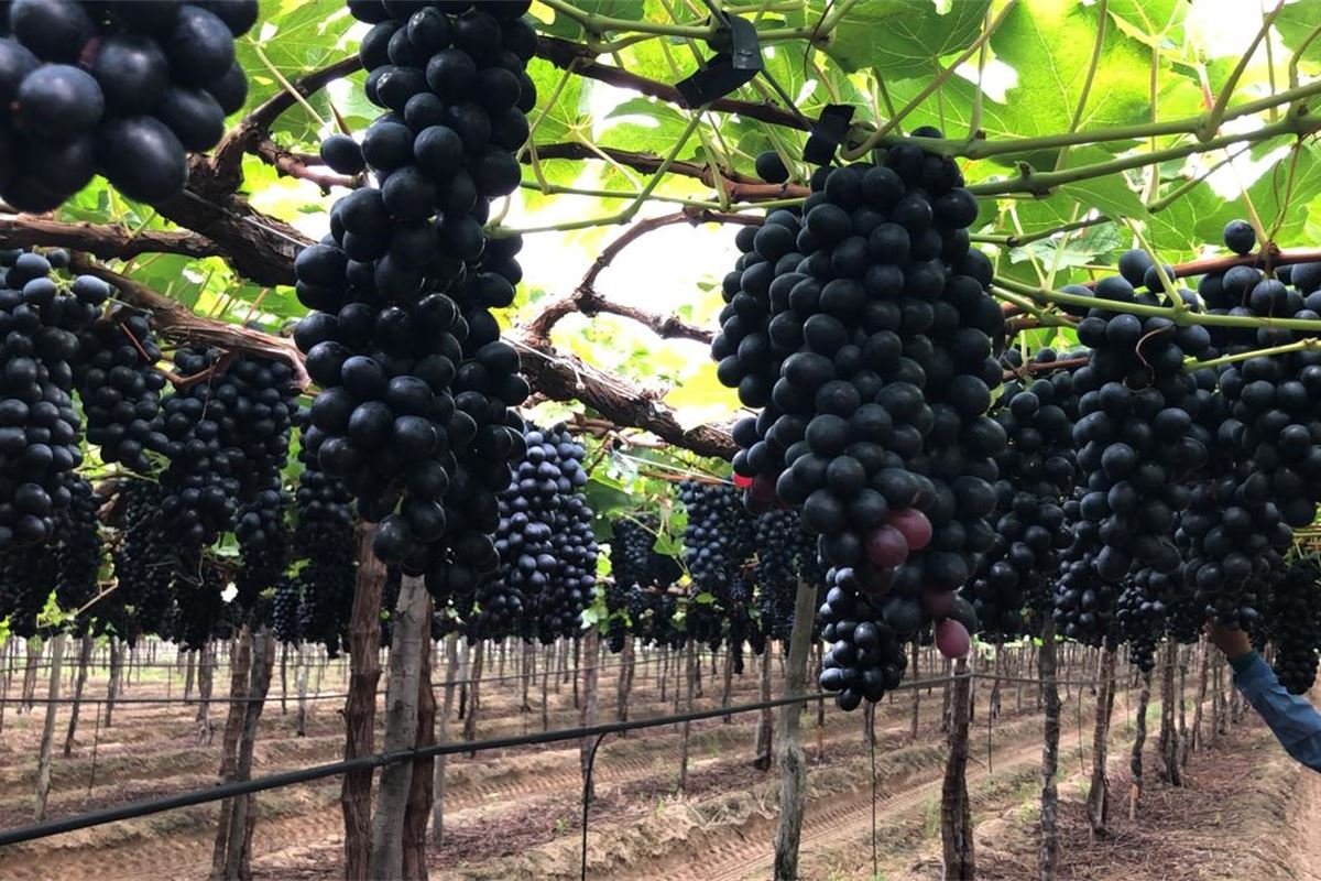 How Brazilian farmers complement Europe’s food security