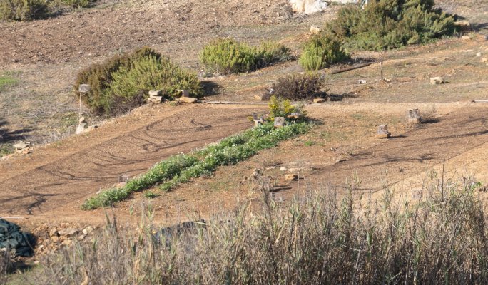 EU infringement action over birds directive breach welcome by BirdLife