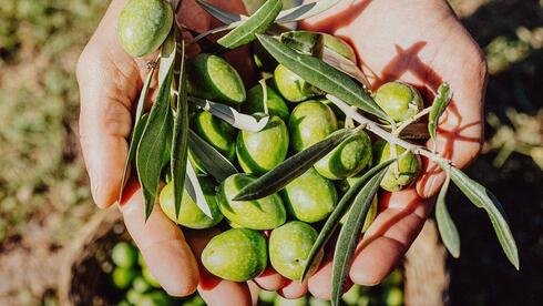 Israeli startup turns olive oil byproducts into sustainable innovati