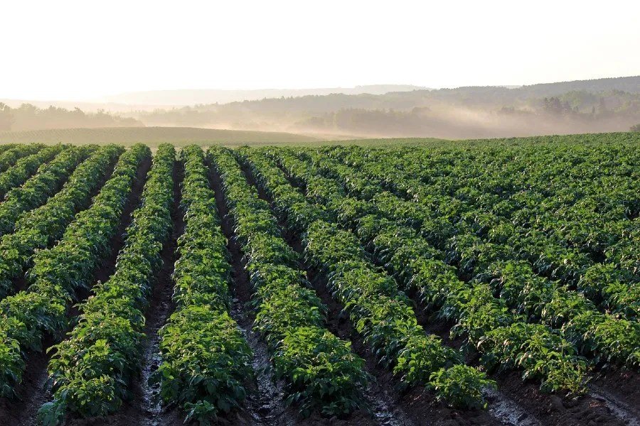 A global story that is still taking shape – Potato News Today