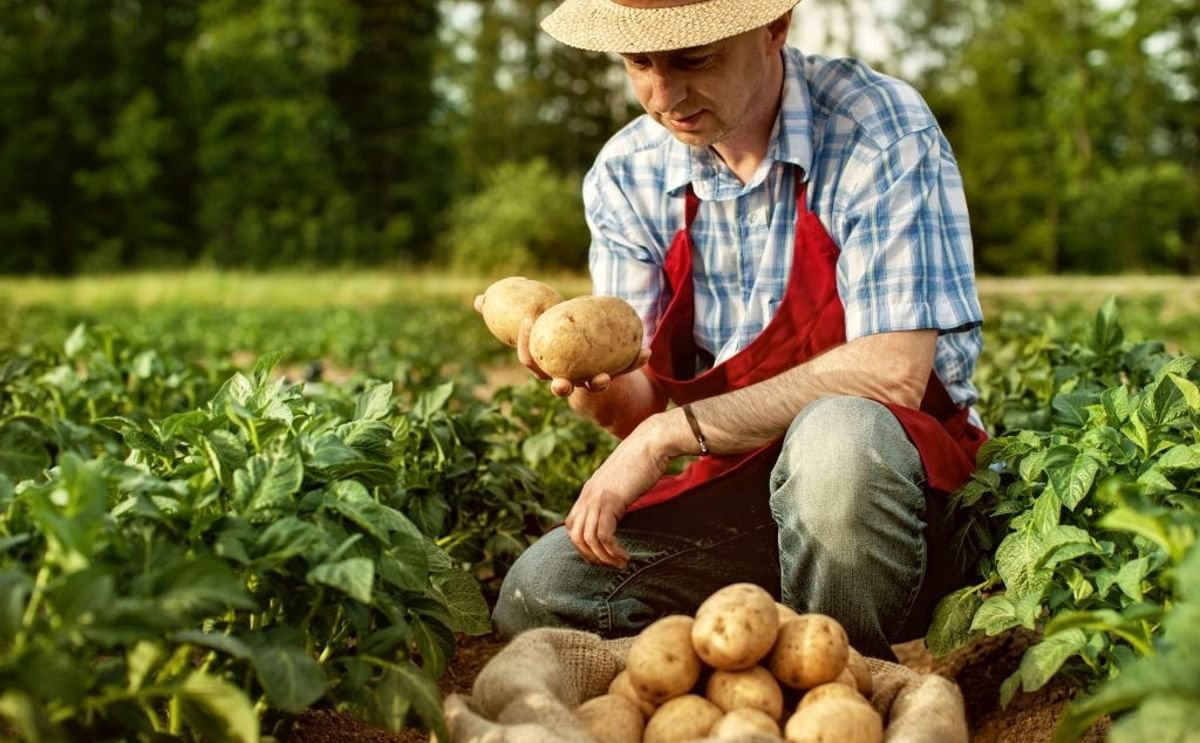 Potatoes & Products: Industry, News, Stats, Prices, Markets & Trends