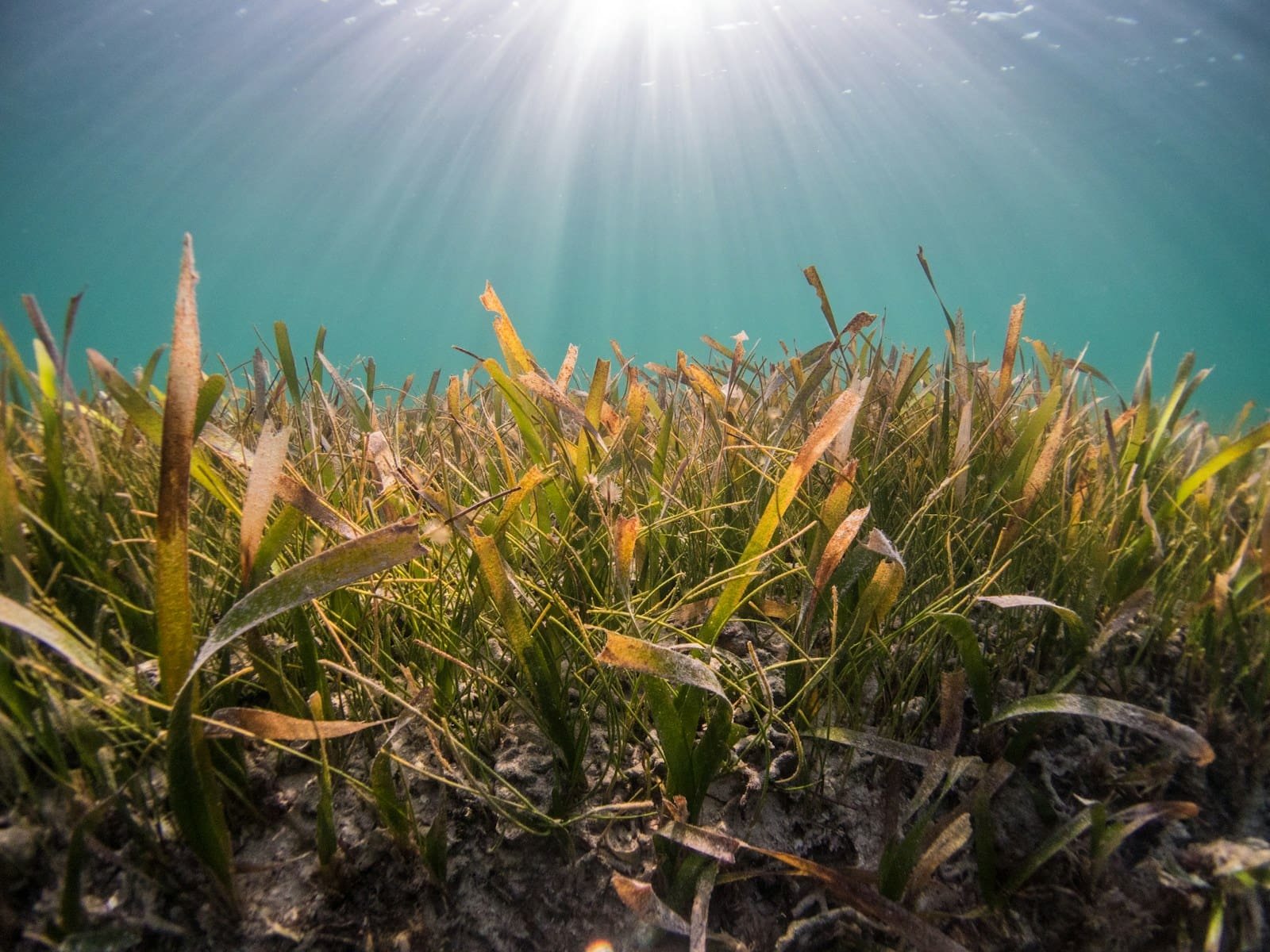 Spain's Blue Carbon Project: Andalucía Climate Leader