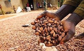 Firm Trains 500 Cocoa Farmers on EU Deforestation Compliance