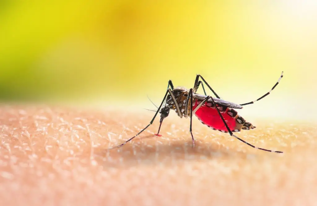 CARPHA, EU unveil mobile lab to fight mosquito-borne diseases