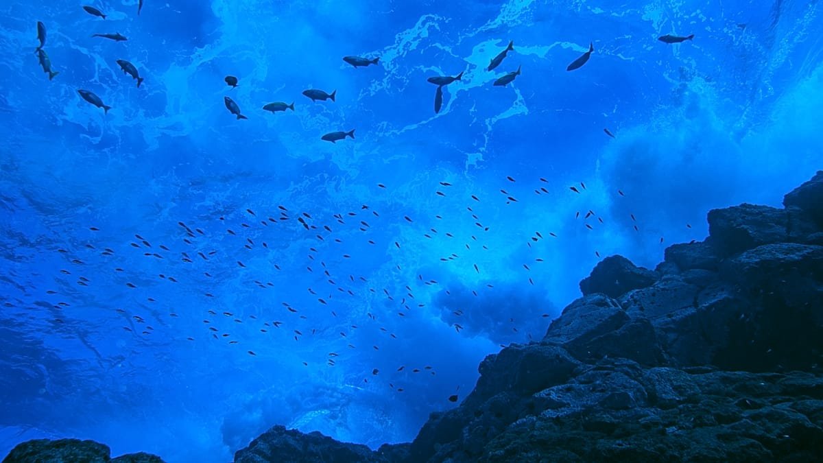 High seas hopes meet hard realities with 2026 set to become a pivotal year for world’s oceans