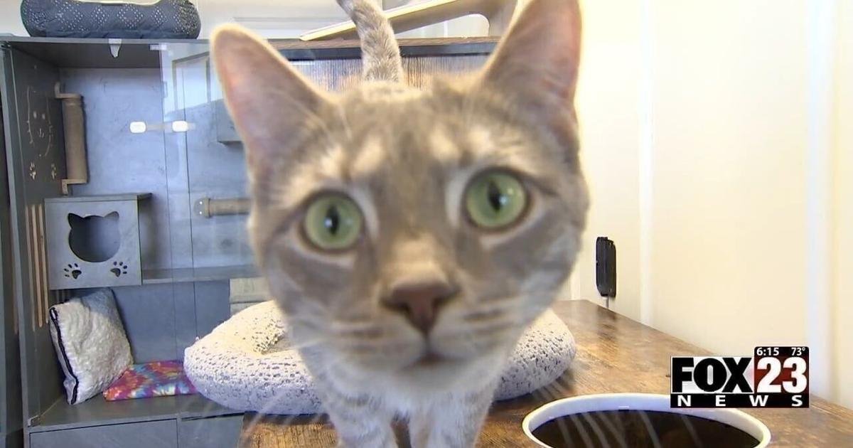 Memphis Street Animal Rescue holds massive sale to begin raising funds to replace stolen trailer | News