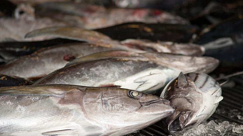 EU Seals 2026 Fishing Quotas After Fierce Talks