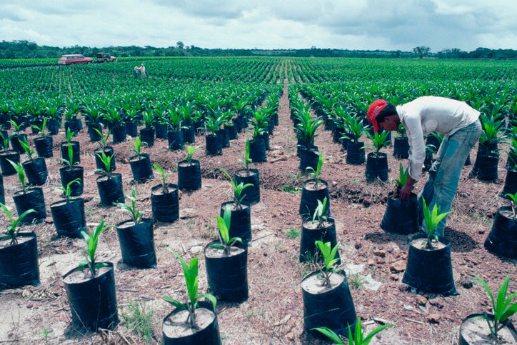 Match deforestation policy ambition with real implementation, says palm oil chief