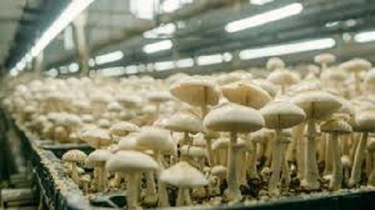 The Global European Mushroom Cultivation Market is projected