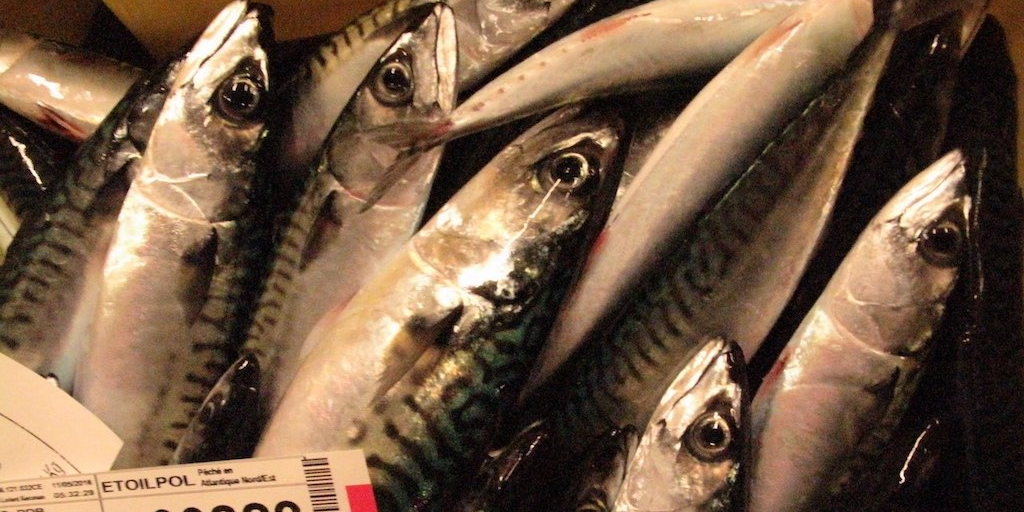 Commission voices concerns over four-way mackerel arrangement