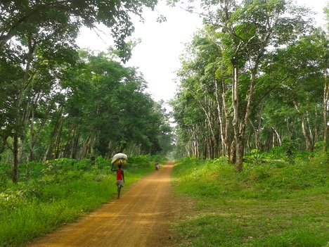 Rubber plantation