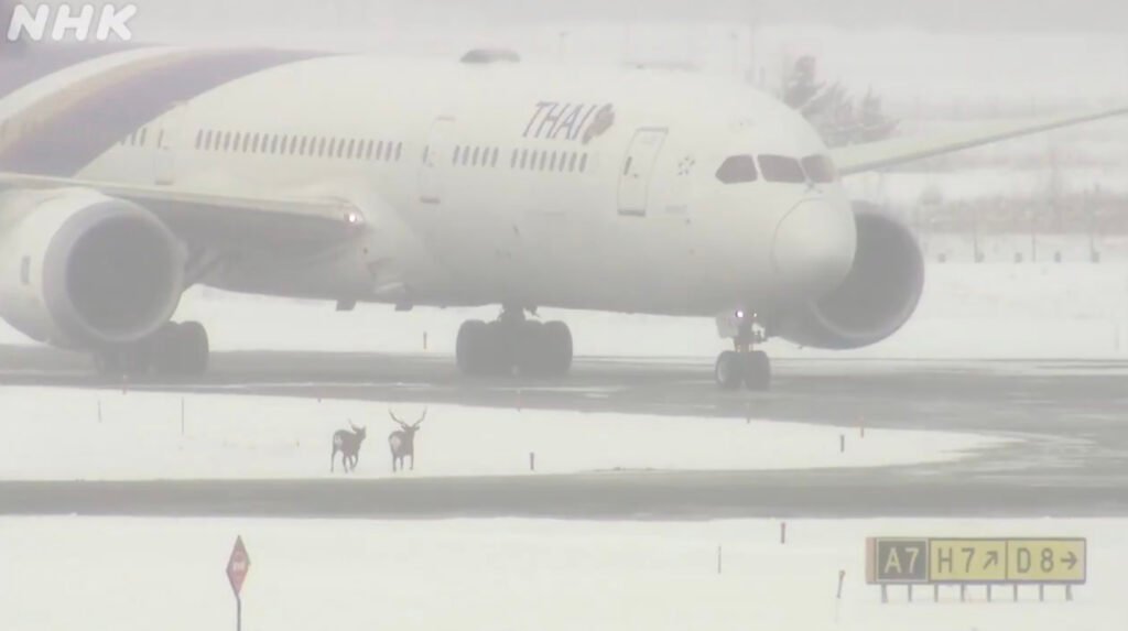 Video/Hokkaido Chitose Airport was closed for about 1 hour due to a "deer" invading the runway, affecting at least 7 flights