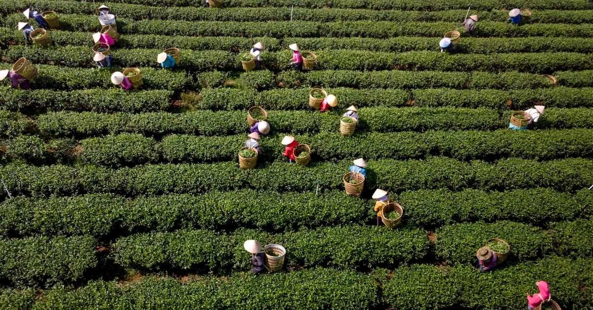Africa’s Cocoa, Coffee and Timber exports face new EU timeline under EU Deforestation Rules