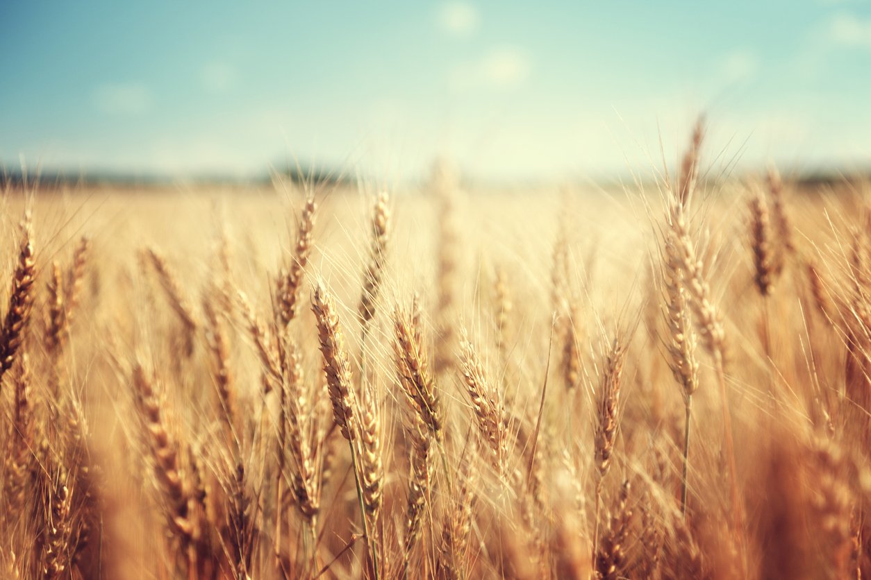 The Great Gene-Editing Divide: Europe’s Race to Regulate Next Generation Crops  | Science Speaks