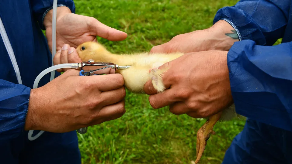 Torres Vedras. Avian flu detected in a duck fattening farm