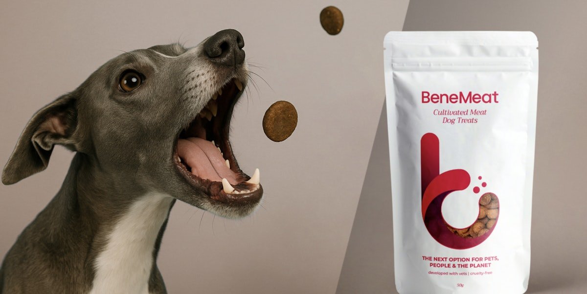 Czech startup targets 2026 cultivated meat pet food launch