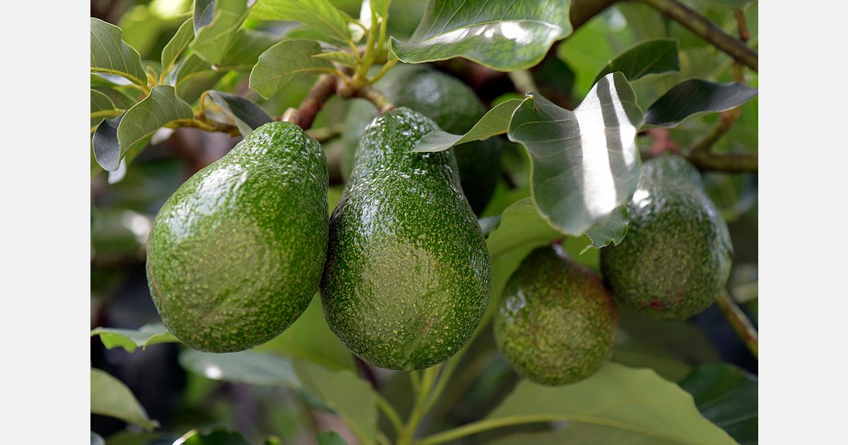 Morocco ships 19,600 tons of avocados to Germany in 2025