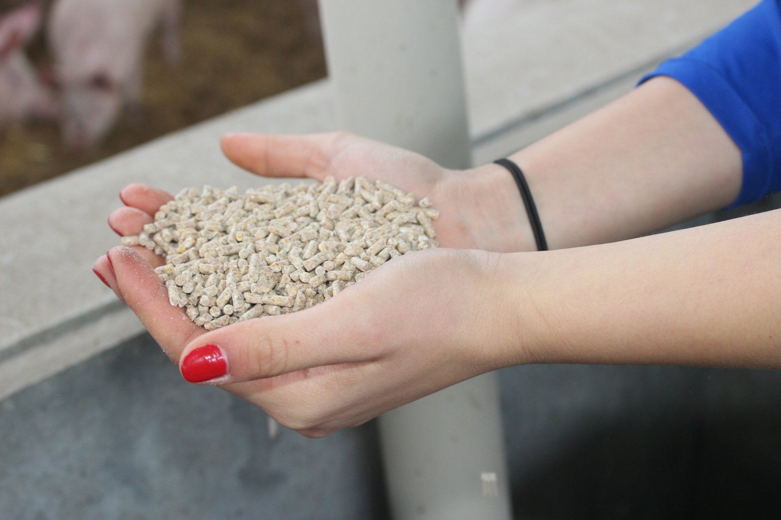 EU pig feed production declined by 0.5% in 2025