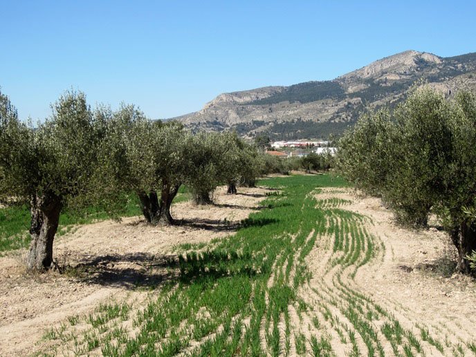 Enabling nature-based solutions in sustainable agriculture | Results Pack | CORDIS