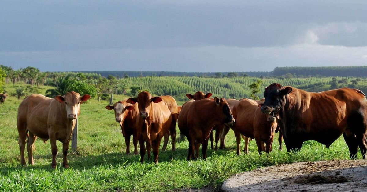 The Brazilian perspective on the trade deal angering Irish farmers