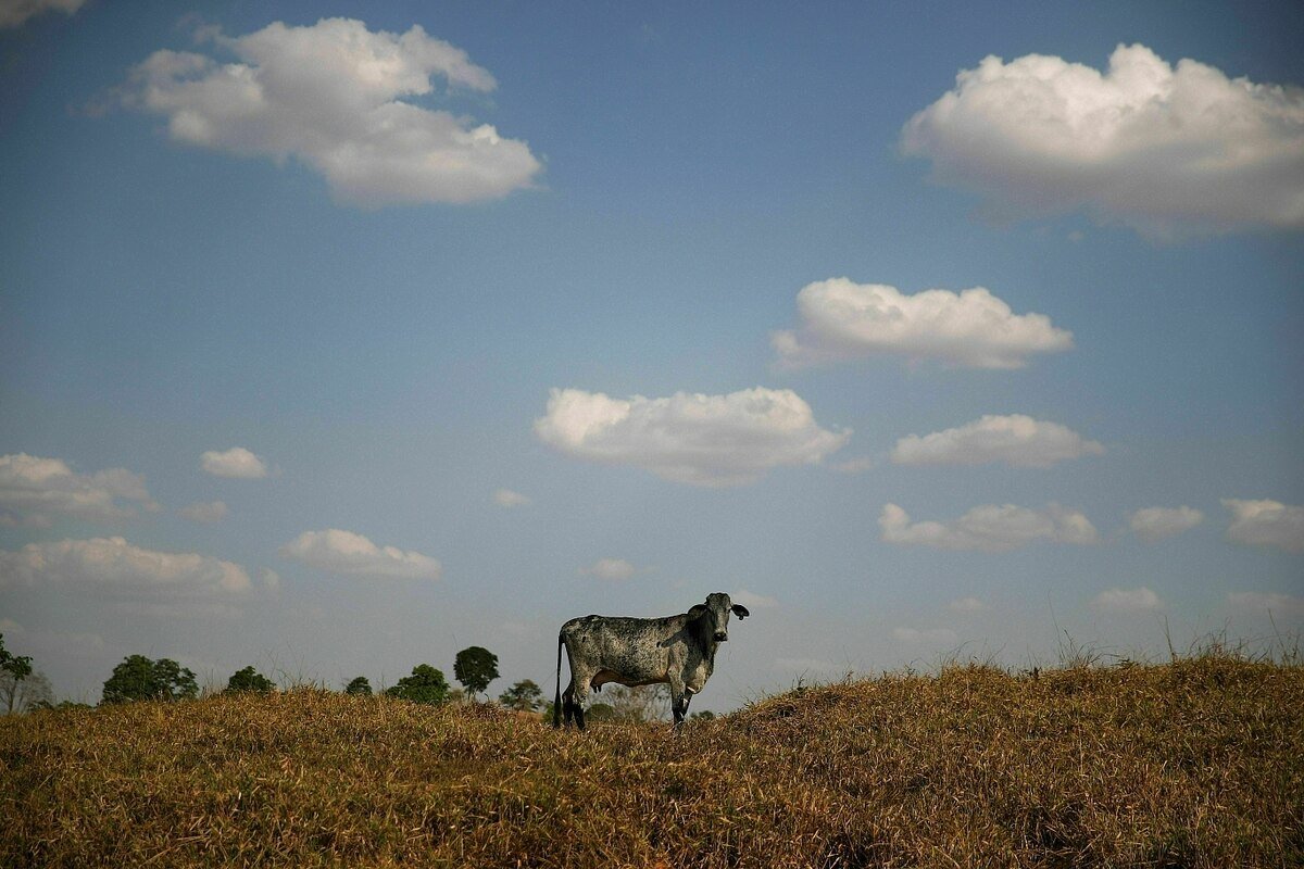 Green Party Trade Politician Warns Mercosur Treaty Could Endanger EU Legislation