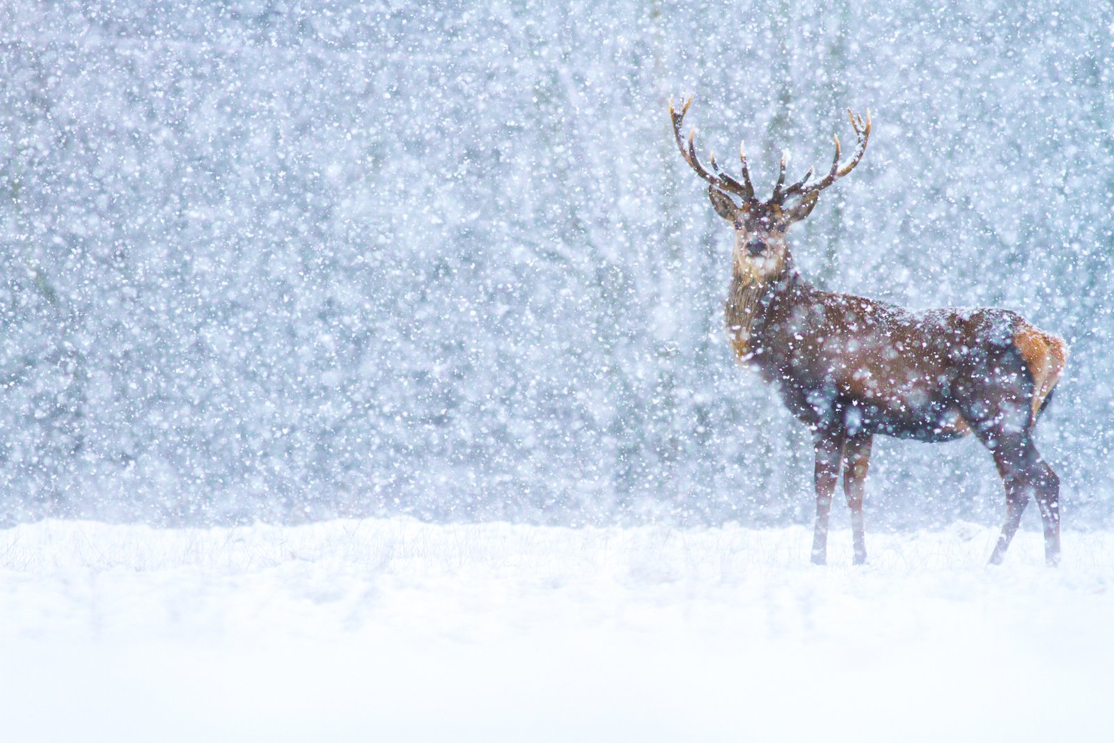A red deer (Cervus elaphus) stag staring through falling snow. Chatsworth, Peak District National Park.