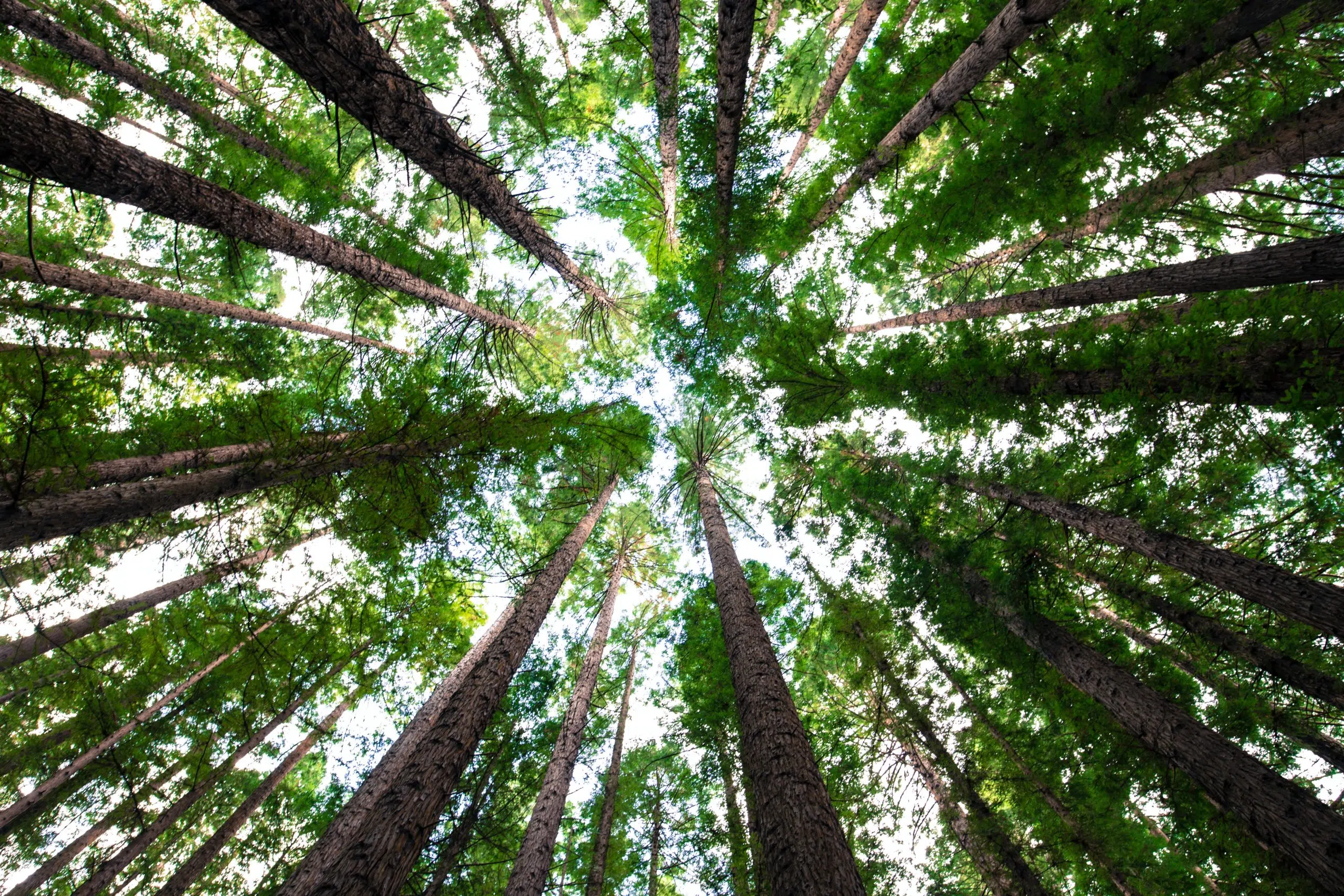 Europe begins a new phase of its green agenda in 2026 with a decisive timeline for climate transition