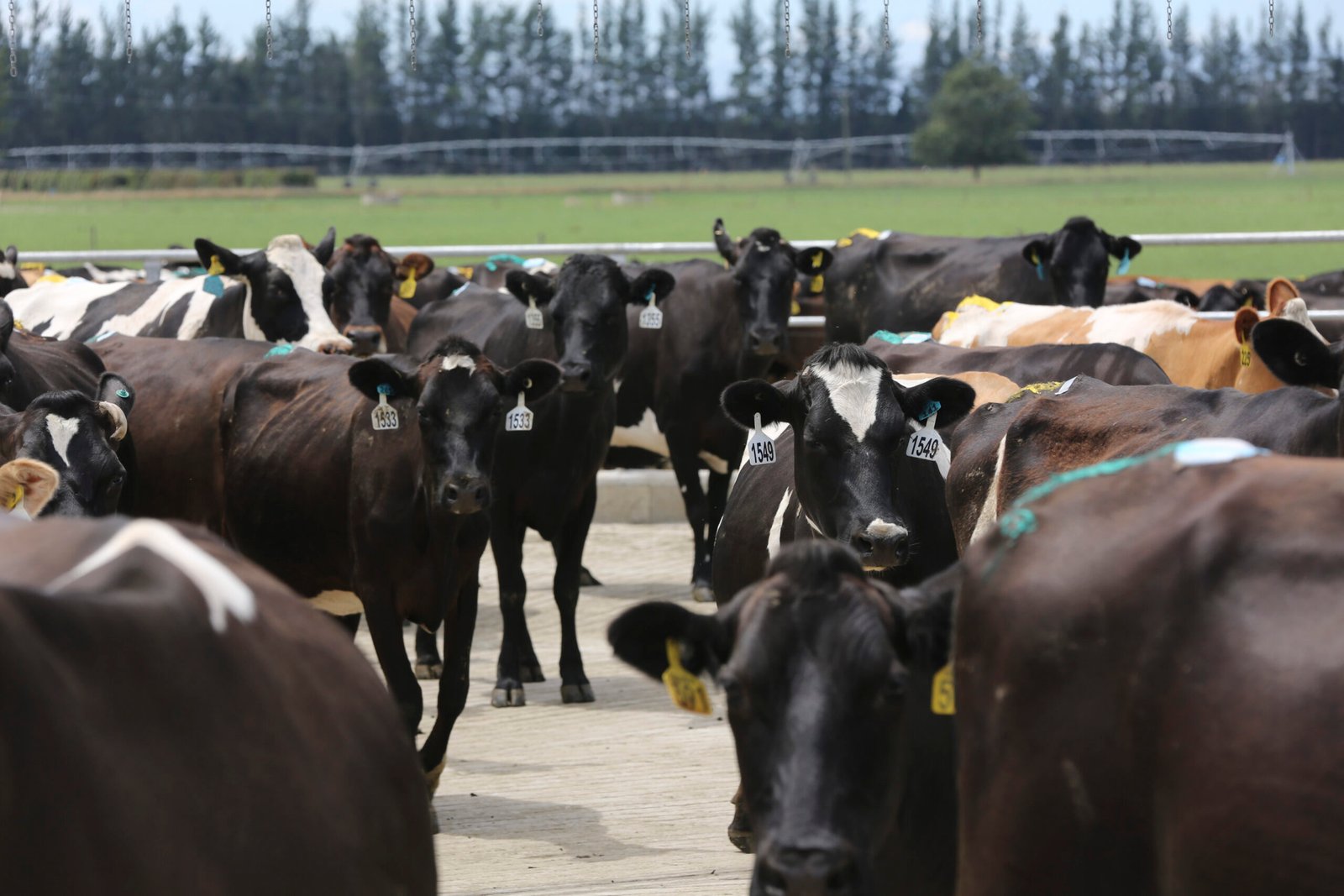 Rethink urged after decade of dud dairy deals