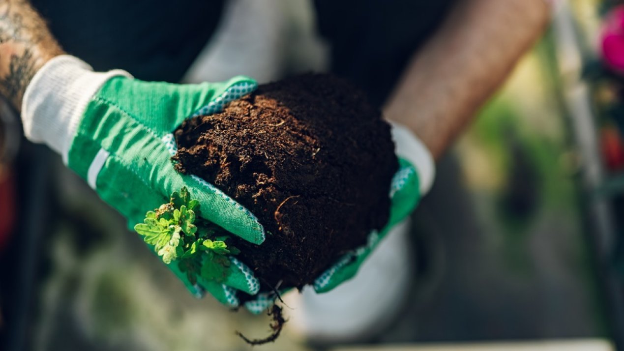 Biofertilizers Gain Ground Through Innovation
