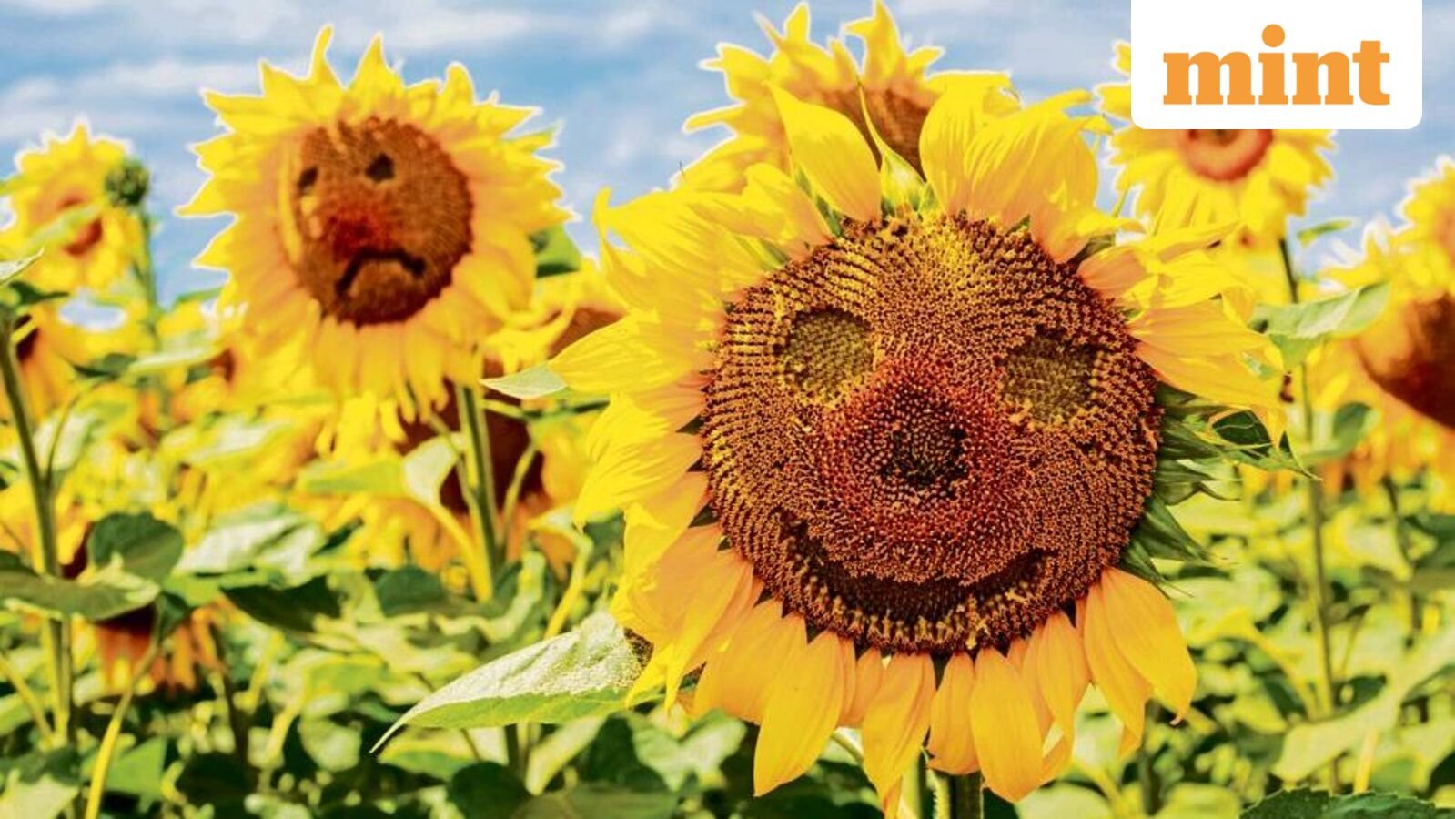 Your primer to the puzzlingly popular language of flower emojis
