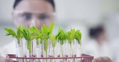 Independent seed companies see opportunity amid mergers and acquisitions
