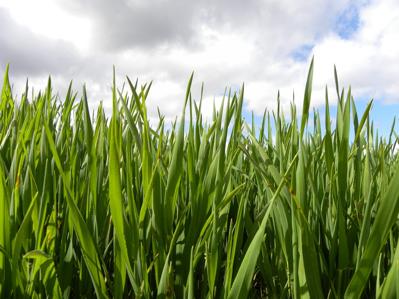 EU law on 'new genomic techniques' for plants a step closer