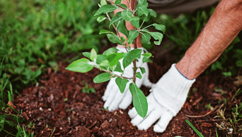 European businesses urged to invest in local nature-based carbon removal projects
